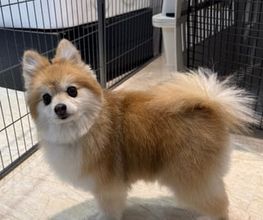 Fidogs Bild 4