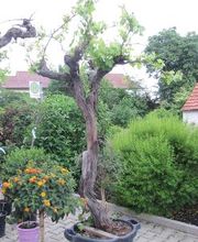 PALMENSTADL Bild 13