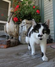 Onion River Animal Hospital image 1