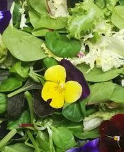 FRUTAS JAVIER CUEVAS imagen 1