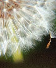 Tepe Trauerhilfe Bild 1