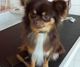 Animalook image 14