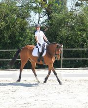 Ecuries Lalye GUILLAUMEE CHANTAL image 5