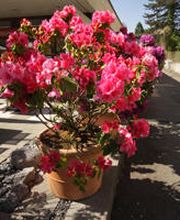 schädeli gartenbau ag Bild 2