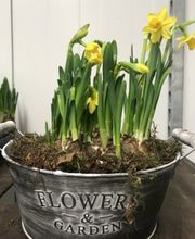 Unserem Blumengrosshandel ist es ein grosses Anliegen, individuell und persönlich auf Ihre Wünsche einzugehen. Wir sind Ihre Spezialisten für Schnittblumen, Topfpflanzen, saisonale Dekorationsartikel sowie Bindereibedarf. Wir verkaufen unsere Artikel ausschliesslich an Geschäftskunden - KEIN VERKAUF AN PRIVATPERSONEN!!!