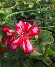 HORTIFLOR image 1