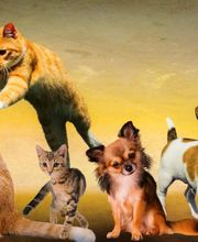 SPA Refuge de Cathy 55 image 7