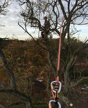 D'arbre En Arbre image 5