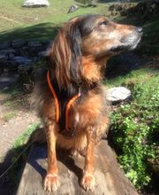 Hunde-Schule Manuela Albrecht - I han en Hund ... ja und?! Bild 6