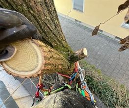 Treevarna Baumpflege München Bild 9
