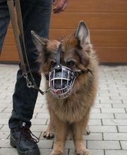 Hund zeigt Verhaltensauffälligkeit bei Artgleichen.