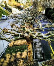 DZ Hauswartung und Gartenunterhalt Bild 5