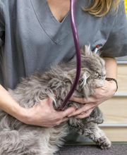 Clinique Vétérinaire des 2 Vallées image 14