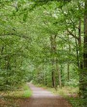 FriedWald Kirchheimbolanden Bild 3