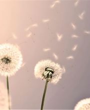 Basler Bestattungen AG Bild 1