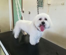 Absolument-Chien image 5