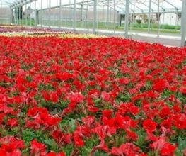1A Garten Strauß Bild 1
