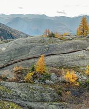 Forst Aletsch Bild 3