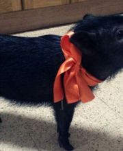 CLÍNICA VETERINARIA DEL VAL imagen 6