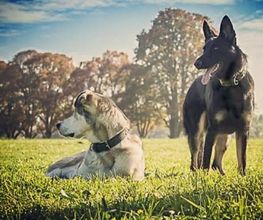 MEHR Hundeschule Bild 4