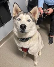 Nicholasville Road Animal Hospital image 7