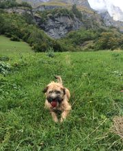 CABINET VETERINAIRE DE VILLEREUSE SA Bild 1