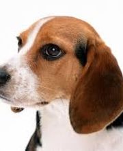 A-Team Désinfection Bild 1