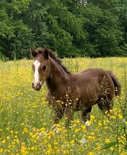 Elevage Kimy's Valey image 10