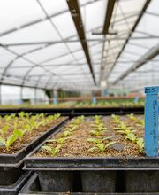 Gartenbauschule Hünibach Bild 5