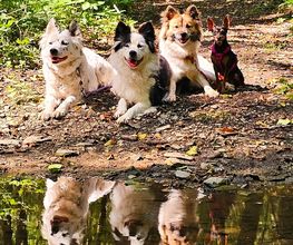 KnowWau Mobile Hundeschule Bild 3