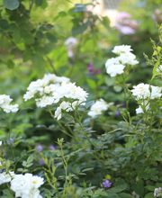 Elztal Gartenbau Bild 53