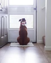 Canine Country Club & Feline Inn image 13