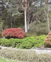 Borner Baumpflege & Gartengestaltung Bild 3