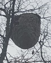Stop Insecte image 15