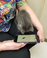 Wayne Heights Animal Hospital image 3