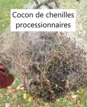 Protec Nuisibles image 10