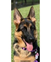 Zwinger vom Bestinhaus German Shepherds image 1