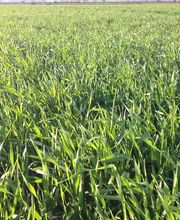 Riedl Unterahrain Bild 2