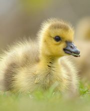 Produktions-Handels- und Vermarktungsgesellschaft (PROHAV) Halbendorf Bild 1