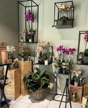 Martin's Blumenwelt Bild 7