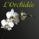 L'Orchidée