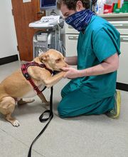 Bridge Veterinary Hospital image 3