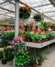 Burnier Garden Centre de Lavaux Bild 9