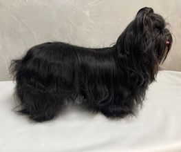 Au Look Canin image 7