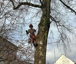 Baumdienst Behan Bild 7