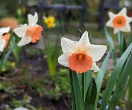 Tobias Becker Gartenservice Bild 4
