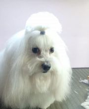 À la Maison du Toilettage image 1