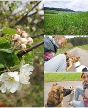 Gassi-Service Annimi Bild 1