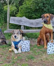 PAWtner Hundetraining Sabrina Rösch Bild 10