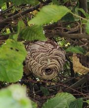 Allo Guepes Dératisation image 1